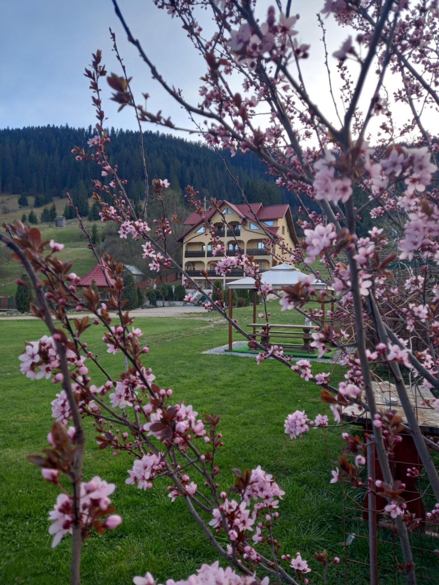 Pensiunea Alunis Sadova (Suceava) Exterior foto